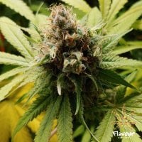 Flavour Chasers Cannabis Seeds Wonka Bars