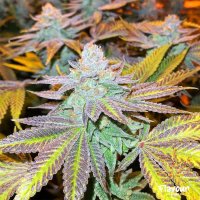 Flavour  Chasers  Cannabis  Seeds  Zkittlez  Glue