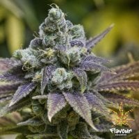Flavour  Chasers  Cannabis  Seeds  Zkittlez