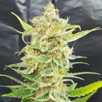 Freedom  Of  Cannabis  Seeds  A  Little  Kushy  Auto