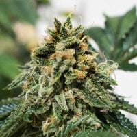 Freedom  Of  Cannabis  Seeds  Banana  Dance