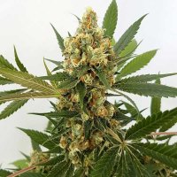 Freedom  Of  Cannabis  Seeds  Big  Domina  Auto