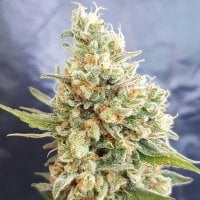 Freedom  Of  Cannabis  Seeds  Crystal  Dwarf  Auto