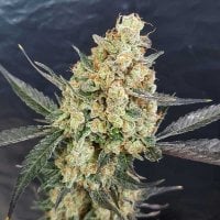 Freedom  Of  Cannabis  Seeds  Dr  Kush