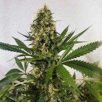 Freedom  Of  Cannabis  Seeds  Freedom  Haze