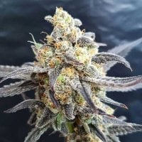 Freedom  Of  Cannabis  Seeds  Godberry