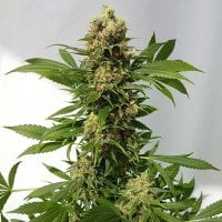 Freedom  Of  Cannabis  Seeds  Guerilla  Ryder  Auto