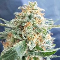 Freedom  Of  Cannabis  Seeds  Hash  Lover
