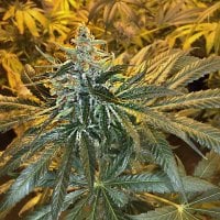 Freedom  Of  Cannabis  Seeds  Mac  X  Gsc