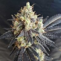 Freedom  Of  Cannabis  Seeds  Mighty  Grape