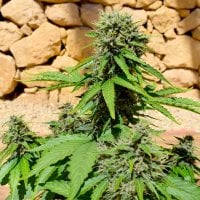 Freedom  Of  Cannabis  Seeds  Pixie  Punch  Auto