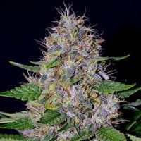 G13  Labs  Cannabis  Seeds  Apple  Crumble