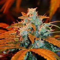 G13  Labs  Cannabis  Seeds  Auto  Berry