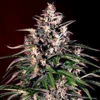 G13  Labs  Cannabis  Seeds  Auto  Dosi