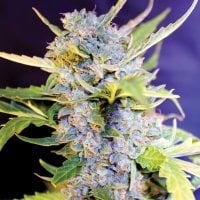 G13  Labs  Cannabis  Seeds  Auto  Fro  Yo