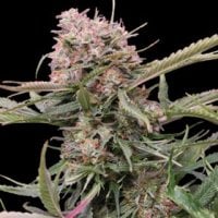 G13  Labs  Cannabis  Seeds  Auto  Gigabud