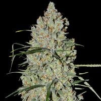 G13  Labs  Cannabis  Seeds  Auto  Pineapple  Express 2