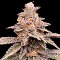 G13 Labs Cannabis Seeds Banana Latte