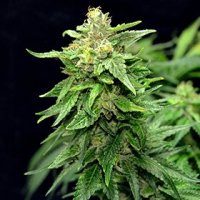 G13  Labs  Cannabis  Seeds  Blue  Cindy