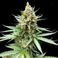 G13  Labs  Cannabis  Seeds  Blue  Og