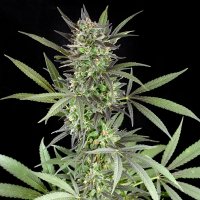 G13  Labs  Cannabis  Seeds  Blue  Venom