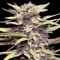 G13  Labs  Cannabis  Seeds  Blueberry  Gum