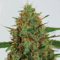 G13  Labs  Cannabis  Seeds  C99