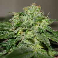 G13  Labs  Cannabis  Seeds  Chocolate  Heaven