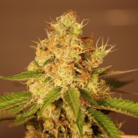 G13  Labs  Cannabis  Seeds  Diesel  Auto