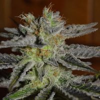 G13  Labs  Cannabis  Seeds  Double  Black