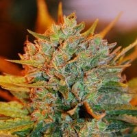 G13  Labs  Cannabis  Seeds  Gigabud