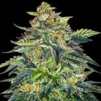 G13  Labs  Cannabis  Seeds  London  Cream  Cake  Auto
