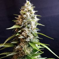 G13  Labs  Cannabis  Seeds  Maltezerz