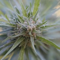 G13  Labs  Cannabis  Seeds  Midnight  Kush