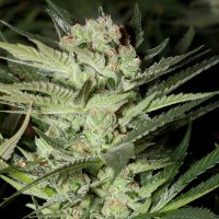 G13  Labs  Cannabis  Seeds  Mozarella