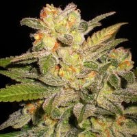 G13  Labs  Cannabis  Seeds  Nl  Automatic