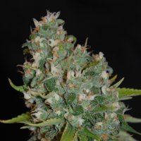 G13  Labs  Cannabis  Seeds  Og13