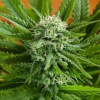 G13  Labs  Cannabis  Seeds  Pineapple  Express  Auto