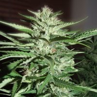 G13  Labs  Cannabis  Seeds  Pineapple  Express