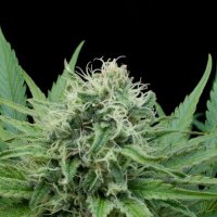 G13  Labs  Cannabis  Seeds  Raw  Diesel