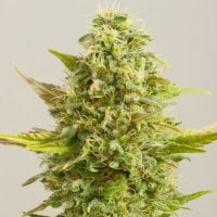 G13  Labs  Cannabis  Seeds  Royal  Kush