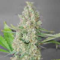 G13  Labs  Cannabis  Seeds  Super  Skunk
