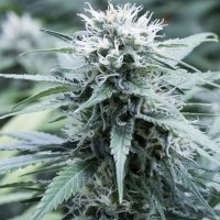 G13  Labs  Cannabis  Seeds  Sweet  Amnesia