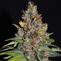 G13  Labs  Cannabis  Seeds  Tropical  Punch
