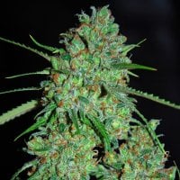 G13  Labs  Cannabis  Seeds  White  Critical