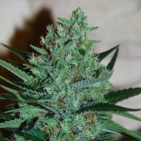 G13  Labs  Cannabis  Seeds  White  Lavender