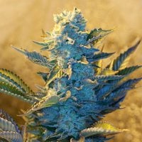 G13  Labs  Cannabis  Seeds  White  Widow