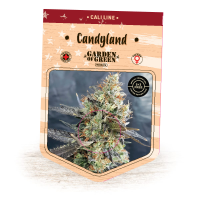 Garden Of Green Cannabis Seeds Candyland
