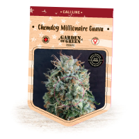 Garden  Of  Green  Cannabis  Seeds  Chemdog  Millionaire  Guava
