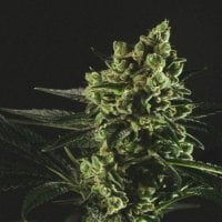 Genofarm  Cannabis  Seeds  Best  Mango